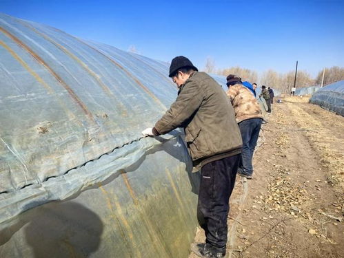 科技赋能备春耕 镇赉县筑牢粮食安全根基——聚焦育苗基质加工的实践与探索