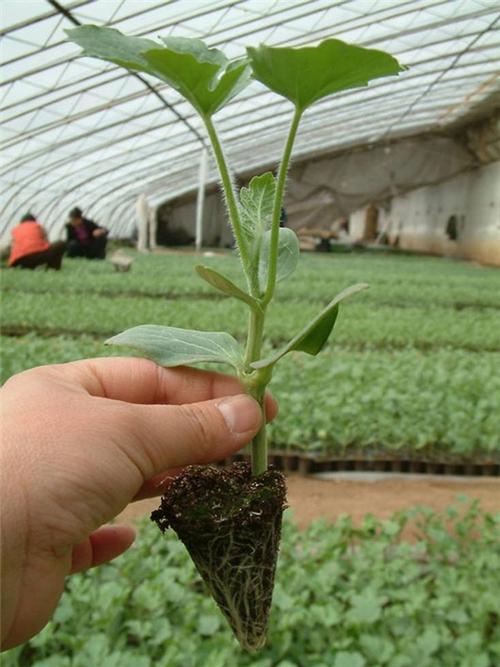 博润科技 育苗基质加工的技术革新与价值创造