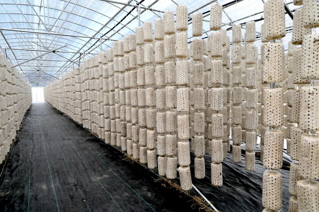 文县即墨再续山海情 食用菌育苗基质加工开辟产业合作新篇章